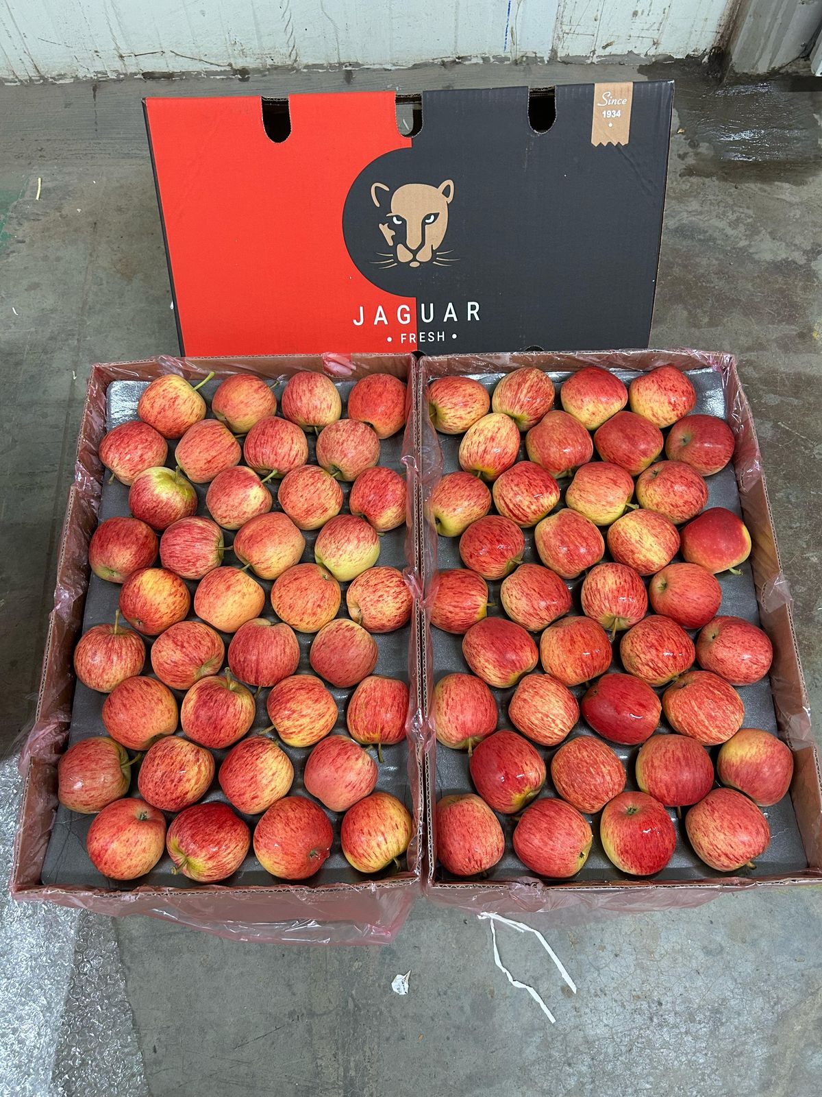 ROYAL GALA APPLE