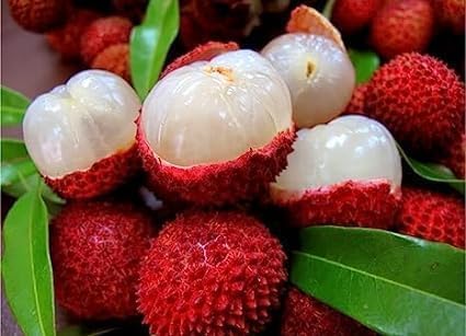 Litchi (Leechee)